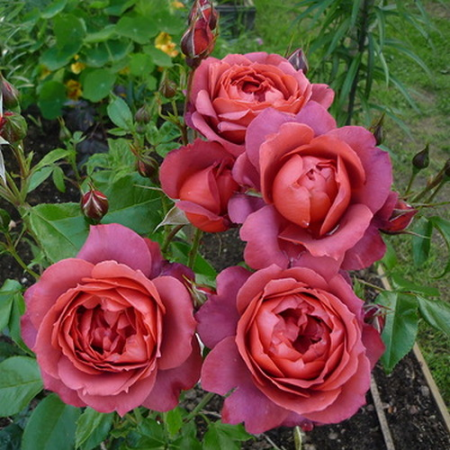 Роза Хот Какао (Однолетний, ЗКС)