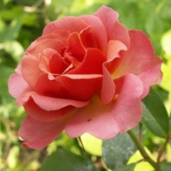 Роза Жан Кокто (Однолетний, ЗКС)