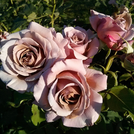 Роза Коко Локо (Однолетний, ЗКС)