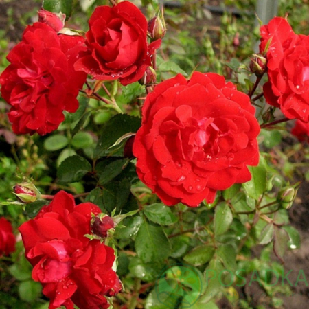 Роза Шамплейн (Однолетний, ЗКС)