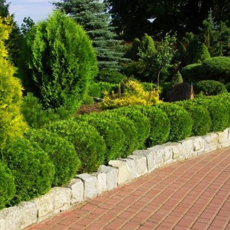 Туя западная Даника (15-25 см, горшок 3л)