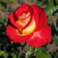 Роза Френдшип (Однолетний, ОКС)