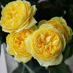 Роза Каталина (ОКС)