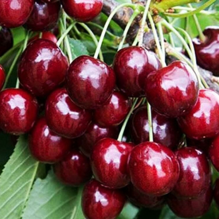 Черешня Регина (Однолетний, ОКС)
