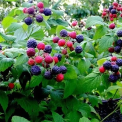 Саженец Малина Черная Кумберланд ОКС