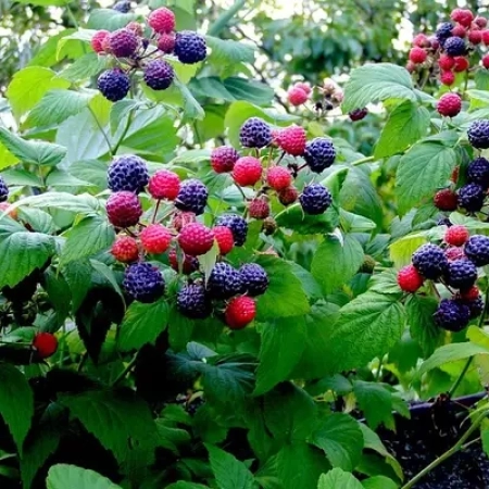 Саженец Малина Черная Кумберланд ОКС