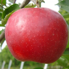 Саджанець Яблуня Делічія Однорічний,ВКС
