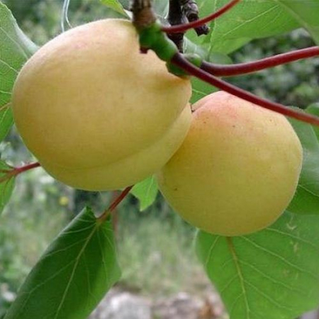 Саджанець Абрикос  Ананасовий Однорічний,ВКС