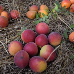 Саженец Абрикос Харогем Однолетний,ОКС
