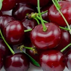 Саженец Вишня Гриот Мелитопольский Однолетний,ОКС