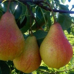 Саженец Груша Лесная красавица Однолетний,ОКС