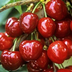 Саженец Черешня Госпожа сада Двухлетний,ОКС 