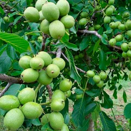Саджанець Волоський горіх Ідеал Однорічний,ВКС