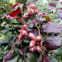 Саженец Фундук Сирена Однолетний,ОКС