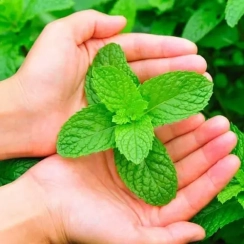 Саженец Мята Мохито (Mеntha Mojito) Однолетний, ЗКС
