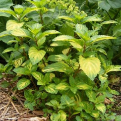 Саженец Мята Имбирная Джинжер Минт (Mentha Ginger Mint) Однолетний, ЗКС