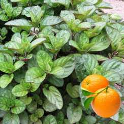 Саженец Мята Апельсиновая (Mentha piperita Granada) Однолетний, ЗКС