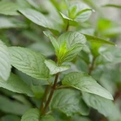 Саженец Мята Грейпфрутовая (Mentha piperita Grapefruit Mint) Однолетний, ЗКС