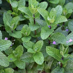 Саженец Мята Грушевая (Mentha Pyrus) Однолетний, ЗКС