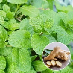 Саженец Мята  Имбирная Джинжер Минт (Mentha Ginger Mint) Однолетний, ЗКС
