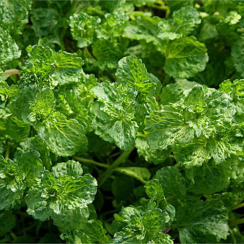 Саженец Мята Кудрявая Криспа (Mentha Crispa) Однолетний, ЗКС