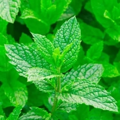 Саженец Мята  Лимонная (Mentha piperita Lemon Fresh) Однолетний, ЗКС