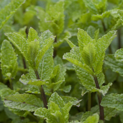 Саженец Мята Марокканская (Mentha Moroccan) Однолетний, ЗКС