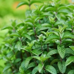 Саженец Мята Ментоловая (Mentha Peppermint mentol) Однолетний, ЗКС
