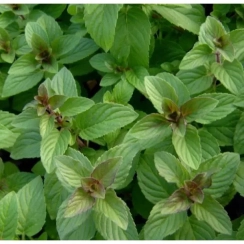 Саженец Мята  Сладкий лимон Хиллари (Mentha Hillary’s sweet lemon) Однолетний, ЗКС