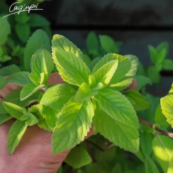 Саженец Мята Холодная (Mеntha Рeppermint) Однолетний, ЗКС