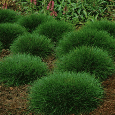 Саженец Овсяница   (Festuca gautieri) Однолетний, ЗКС