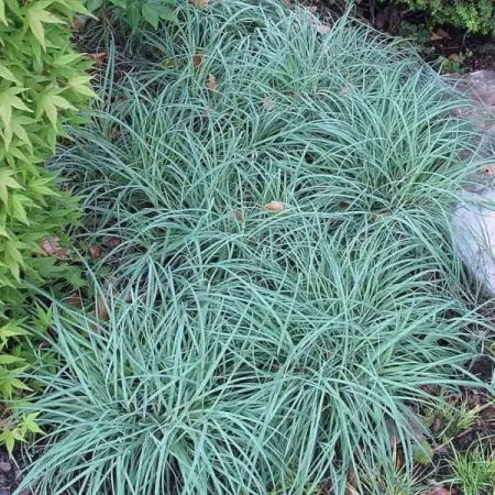 Саженец Осока  повислая Blue Zinger (Блу Зингер) Однолетний, ЗКС