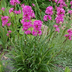 Семена Лихнис  Вискария 0,1 г