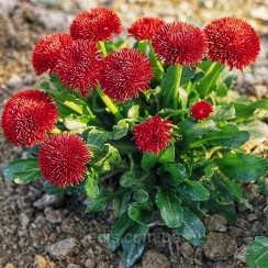 Семена Маргаритка махровая  Этна 0,1 г