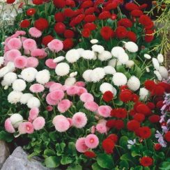 Семена Маргаритка махровая смесь  0,1 г