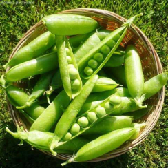 Семена Горох сахарный Адагумский 50 г