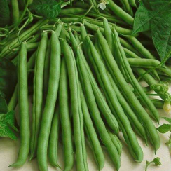 Семена Фасоль спаржевая Скуба 10 г