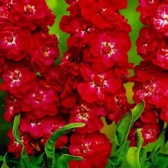 Семена Левкой Квик 0,2 г