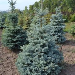 Саженец Ель колючая Глаука (15-20 см, ЗКС)