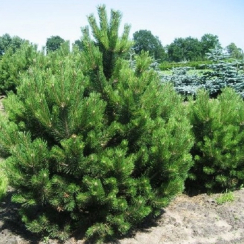 Саженец Сосна крымская Pinus  p9 H 15 см
