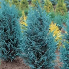 Саженец Кипарисовик Van Pelts Blue  ЗКС