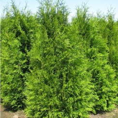 Саженец Туя Excelsa (Ексцелса) 15-20 см / ЗКС