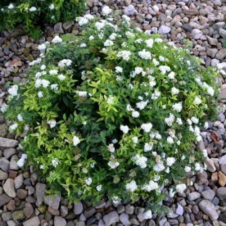 Саженец Спирея Albiflora ОКС