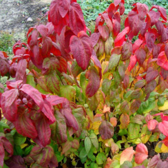 Саженец Спирея Macrophylla (Макрофилла)  ЗКС