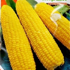 Семена Кукуруза сахарная Мираж  20 г