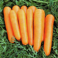 Семена Морковь Детская Сладкая  10 г
