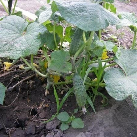Клубень Огурец  Кустовой 10 г