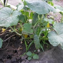 Семена Огурец Кустовой 5 г