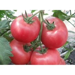 Семена Томат  Дикая Роза 0,1 г