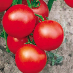 Семена Томат   Эфемер 0,1 г